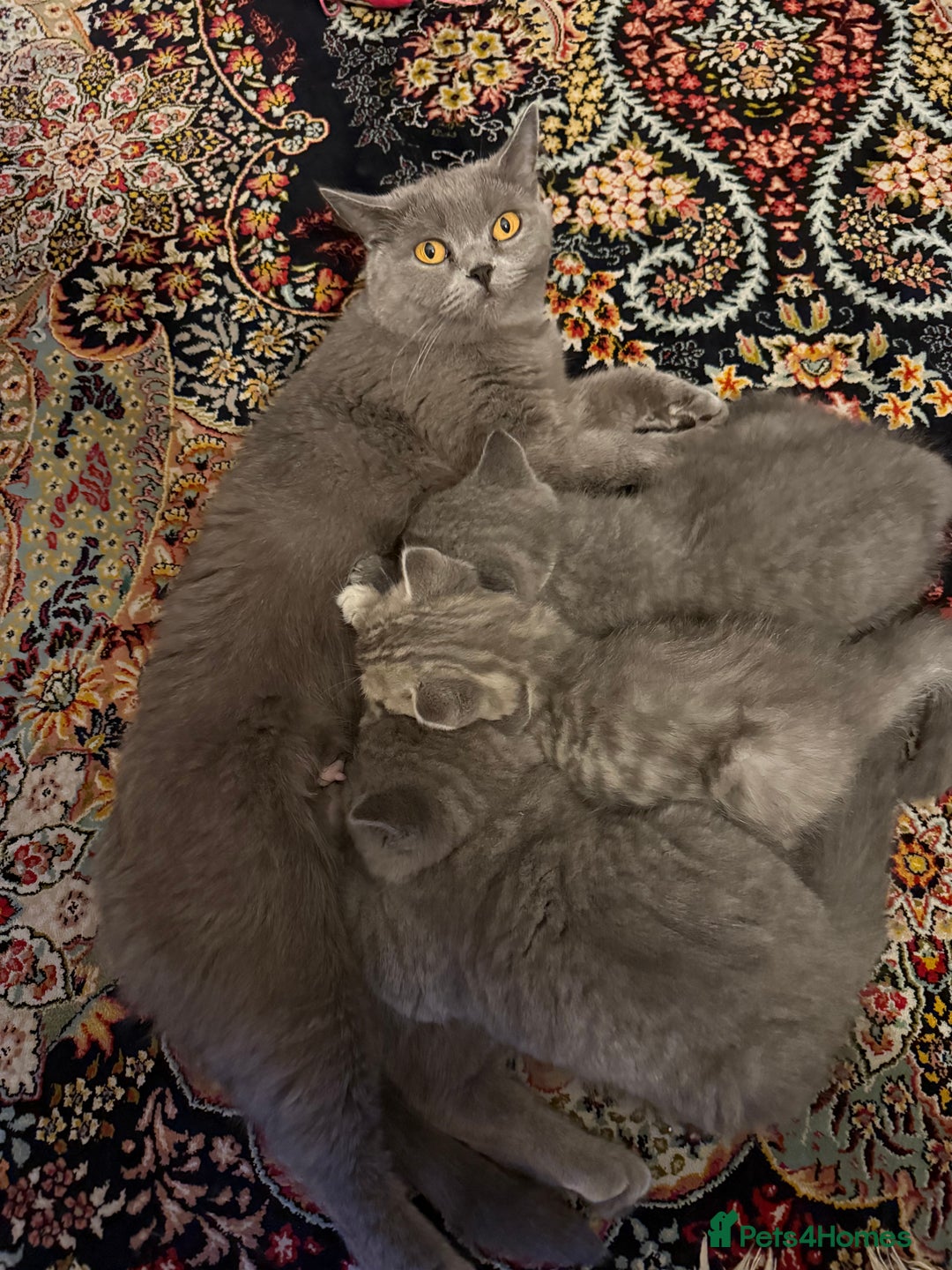 British Shorthair cats for sale: British shorthair  - Image 5