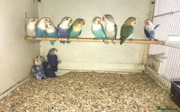Lovebirds birds for sale: Fischer’s lovebirds  - Image 3
