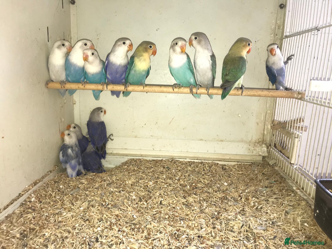 Lovebirds birds for sale: Fischer’s lovebirds  - Image 3