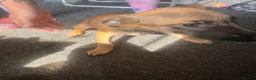 Mixed Breed dogs for sale: German Shepherd cross lurcher puppies  - Advert 4