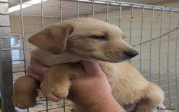 Mixed Breed dogs for sale: Gorgeous Sheprador Puppies  - Image 3