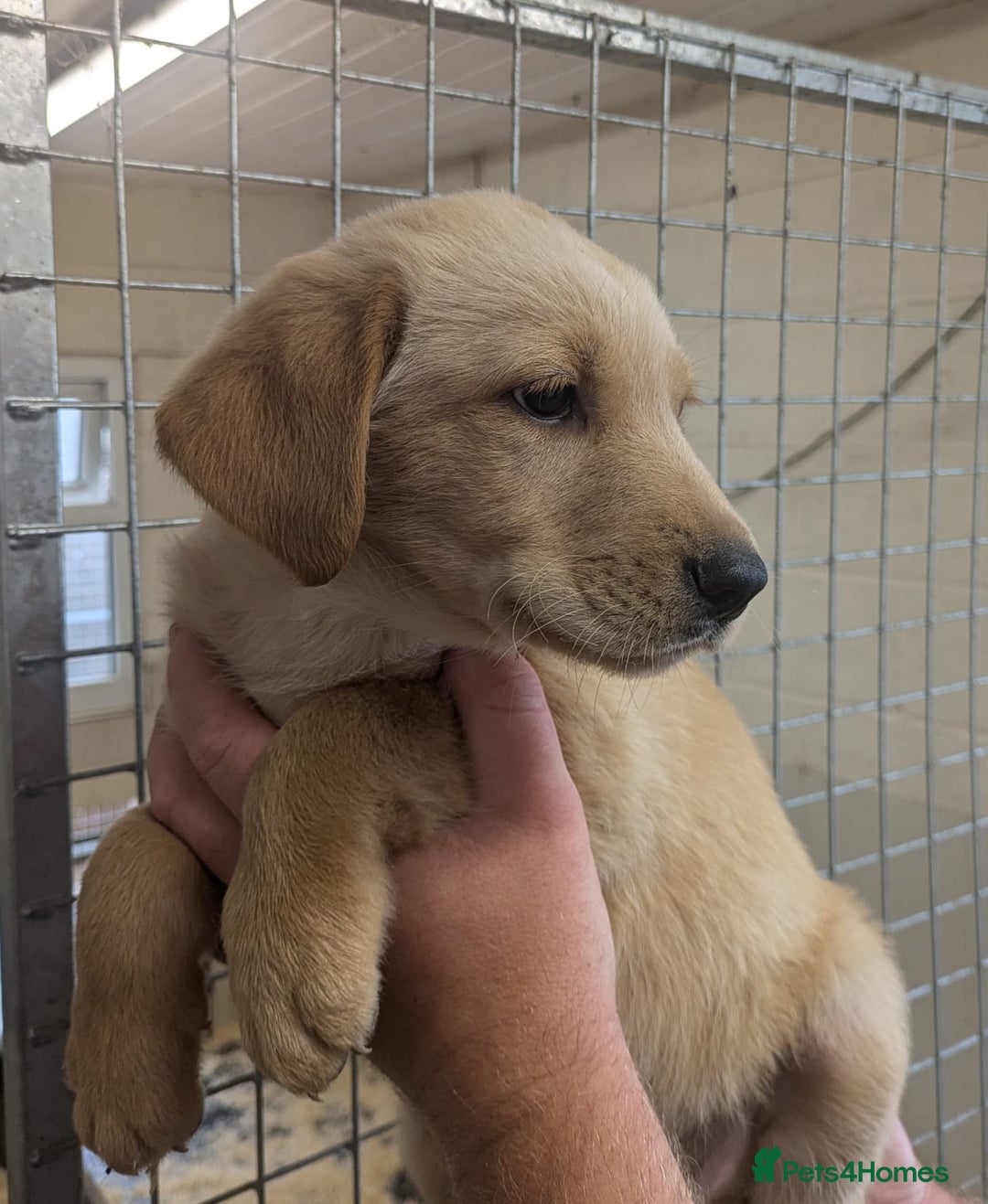 Mixed Breed dogs for sale: Gorgeous Sheprador Puppies  - Image 3