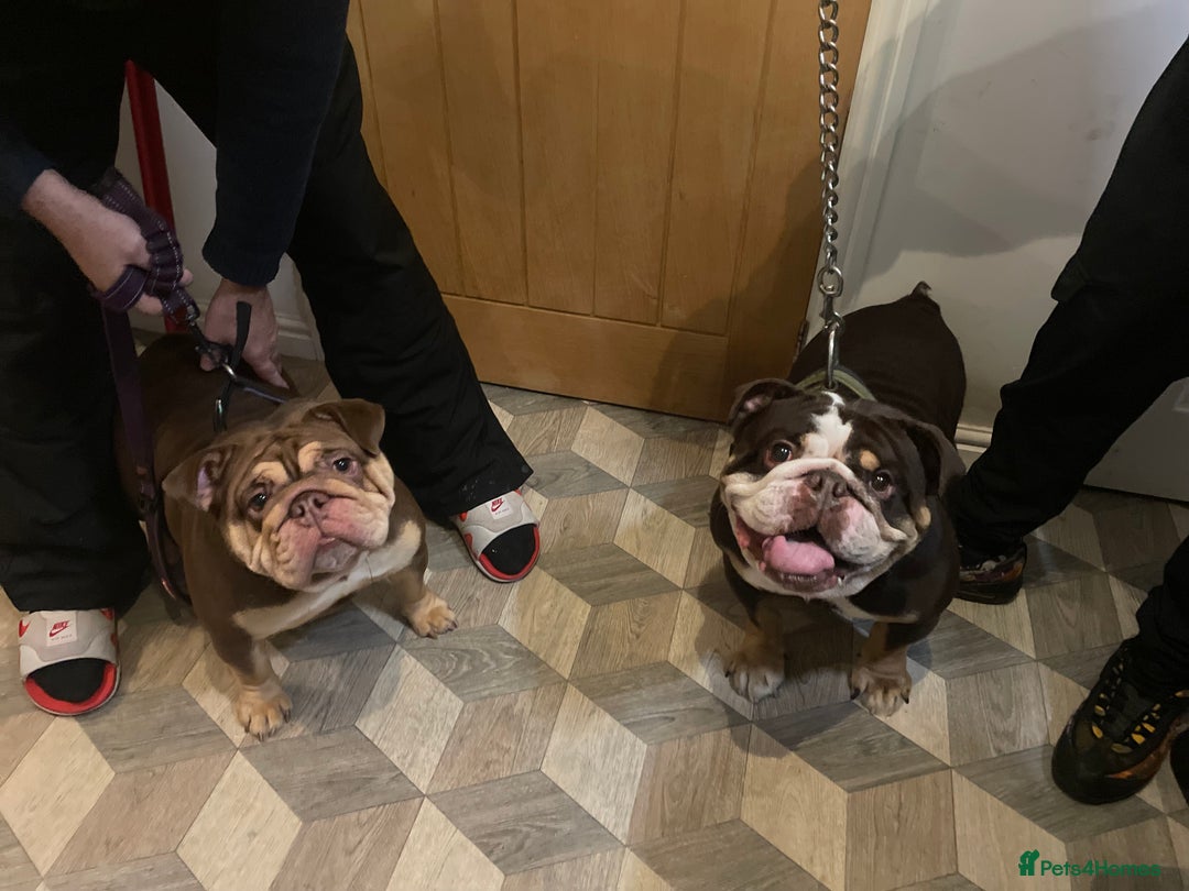 English Bulldog dogs for sale: TOP CLASS  English Bull Dog puppies  - Advert 5