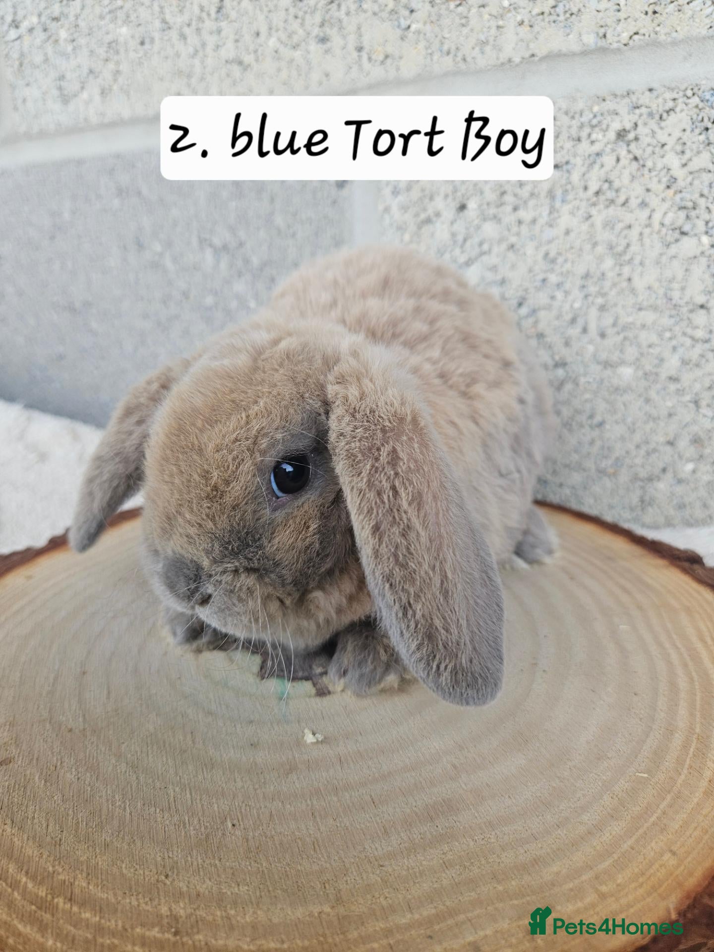Mini Lop rabbits 🩷Ad 1 Purebred mini plush lops🩵🧸 - Advert 2