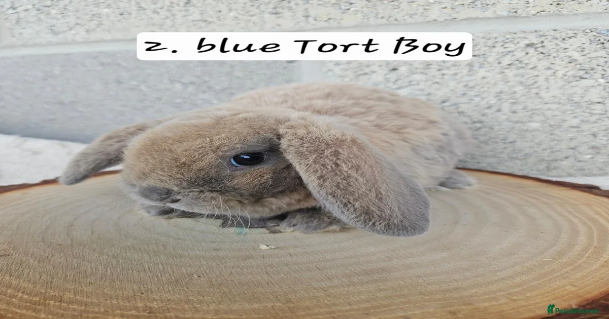 Mini Lop Rabbits for Sale for sale | Pets4Homes