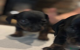 Miniature Dachshund dogs for sale: Miniature smooth hair dachshunds - Image 12
