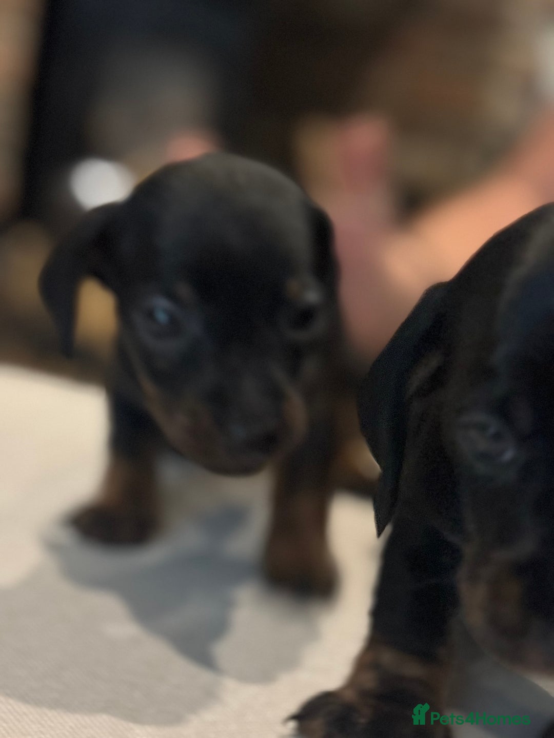 Miniature Dachshund dogs for sale: Miniature smooth hair dachshunds - Image 12