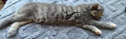 Mixed Breed cats for sale: Grey Fluffy Female - Advert 3