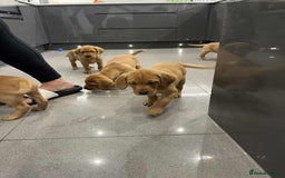 Labrador Retriever dogs for sale: Exceptional breed Labradors - Image 11