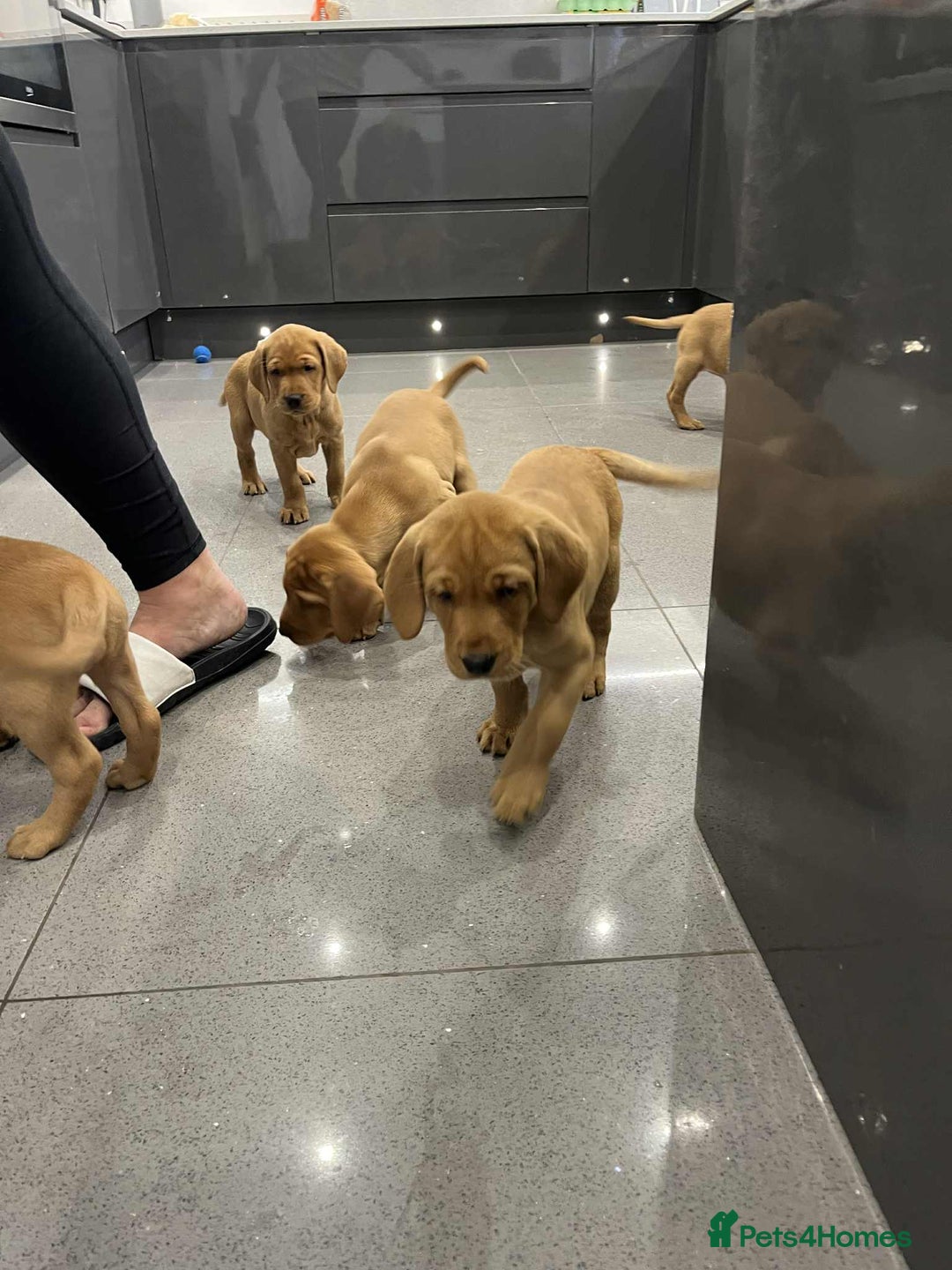 Labrador Retriever dogs for sale: Exceptional breed Labradors - Image 11
