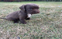 Mixed Breed dogs for sale: Sprockador puppies for sale  - Image 11