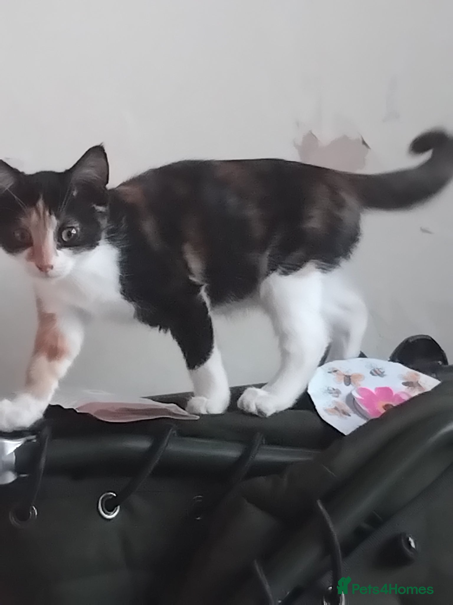 Mixed Breed cats Gorgeous kittens available  - Advert 2