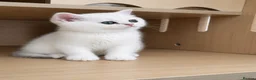 British Shorthair cats for sale: British Shorthair Silver & Golden Shaded Kittens - Advert 8
