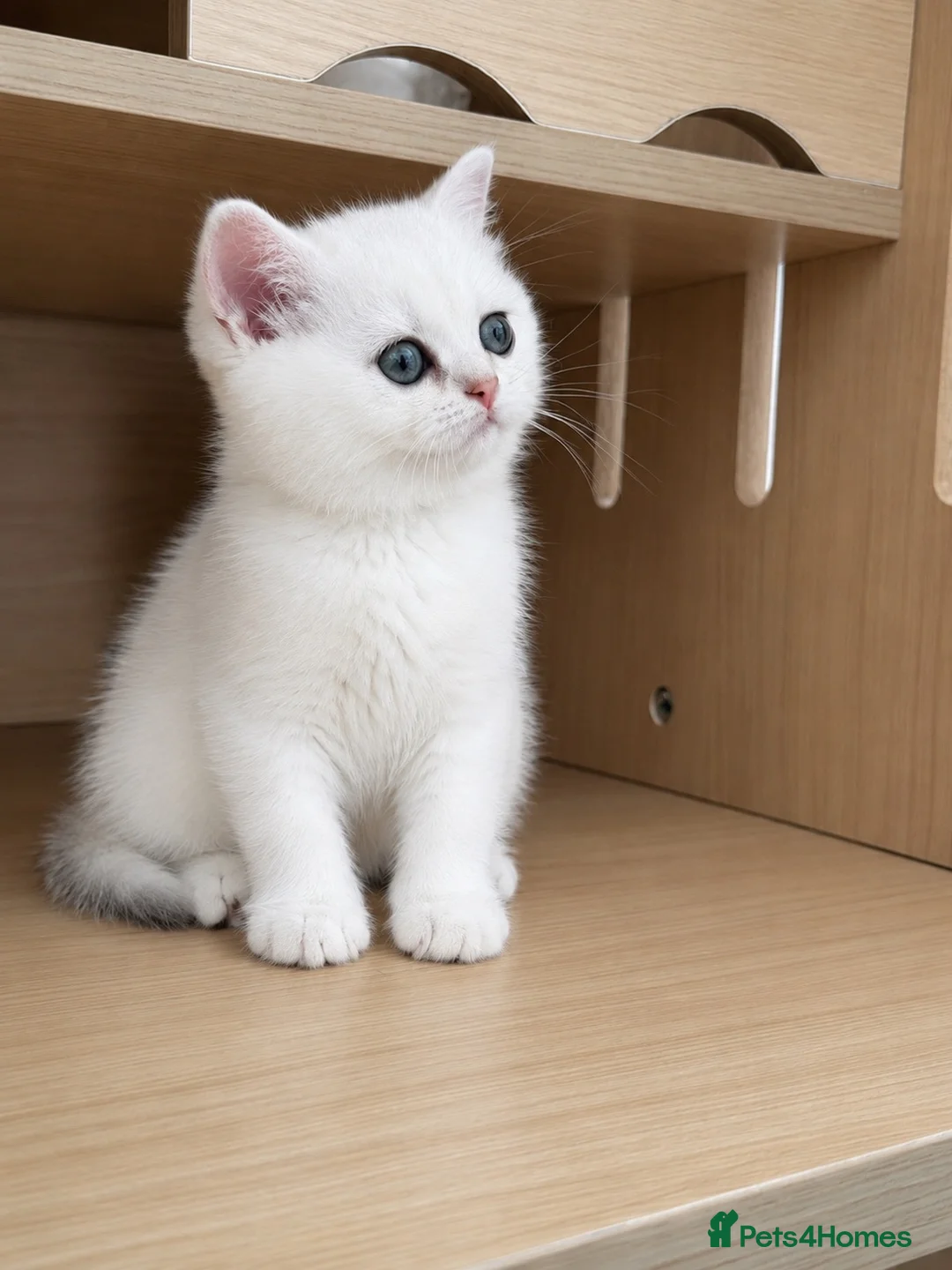 British Shorthair cats for sale: British Shorthair Silver & Golden Shaded Kittens - Advert 2