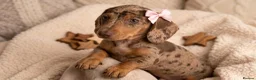 Miniature Dachshund dogs for sale: KC Reg Mini Dachshund Puppies Ready Now (Walsall) - Advert 8