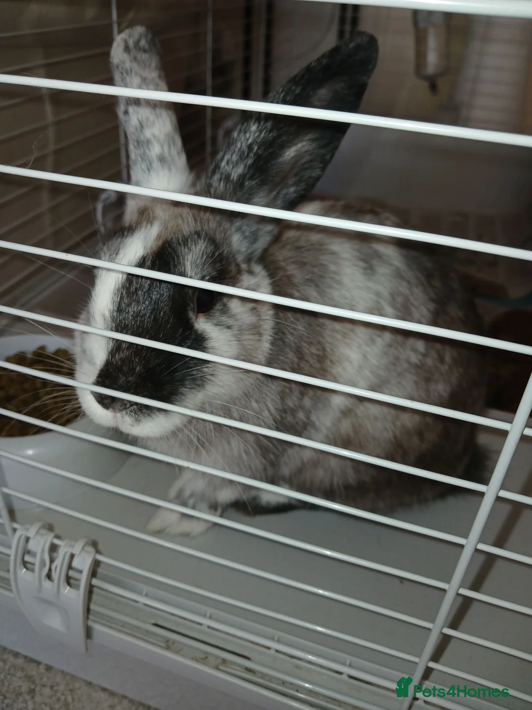 Lionhead rabbits for sale: Lionhead x lop - Advert 2