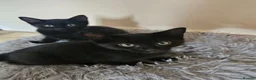 Mixed Breed cats for sale: 3 Playful Black Brother Kittens Looking for Homes - Advert 13