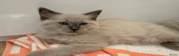 Ragdoll cats for sale: Beautiful ragdoll babies! 😻😻😻 - Advert 7
