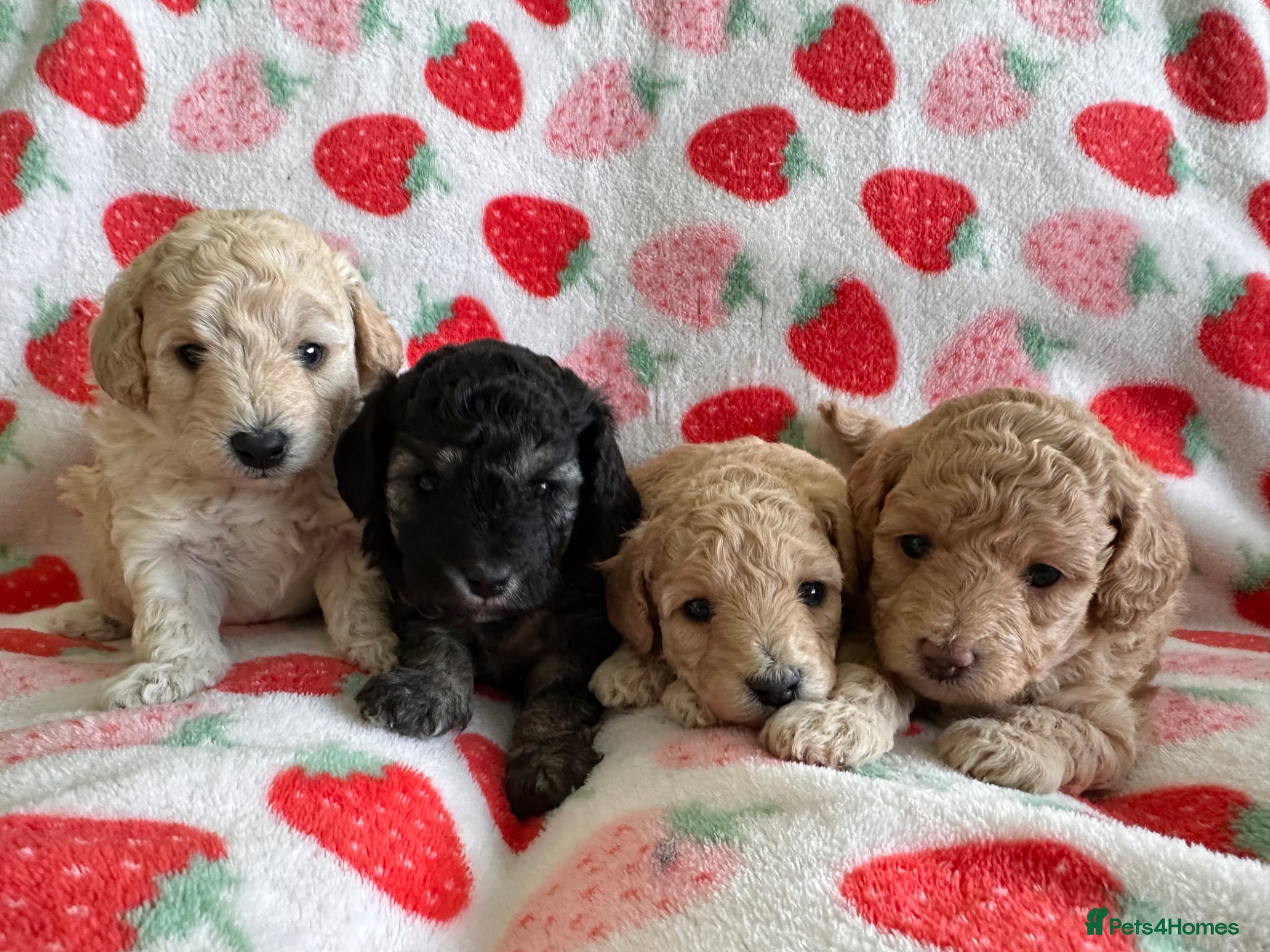 Toy Poodle dogs 🐩 extensively health tested Kc Toy poodle Puppies - Advert 4