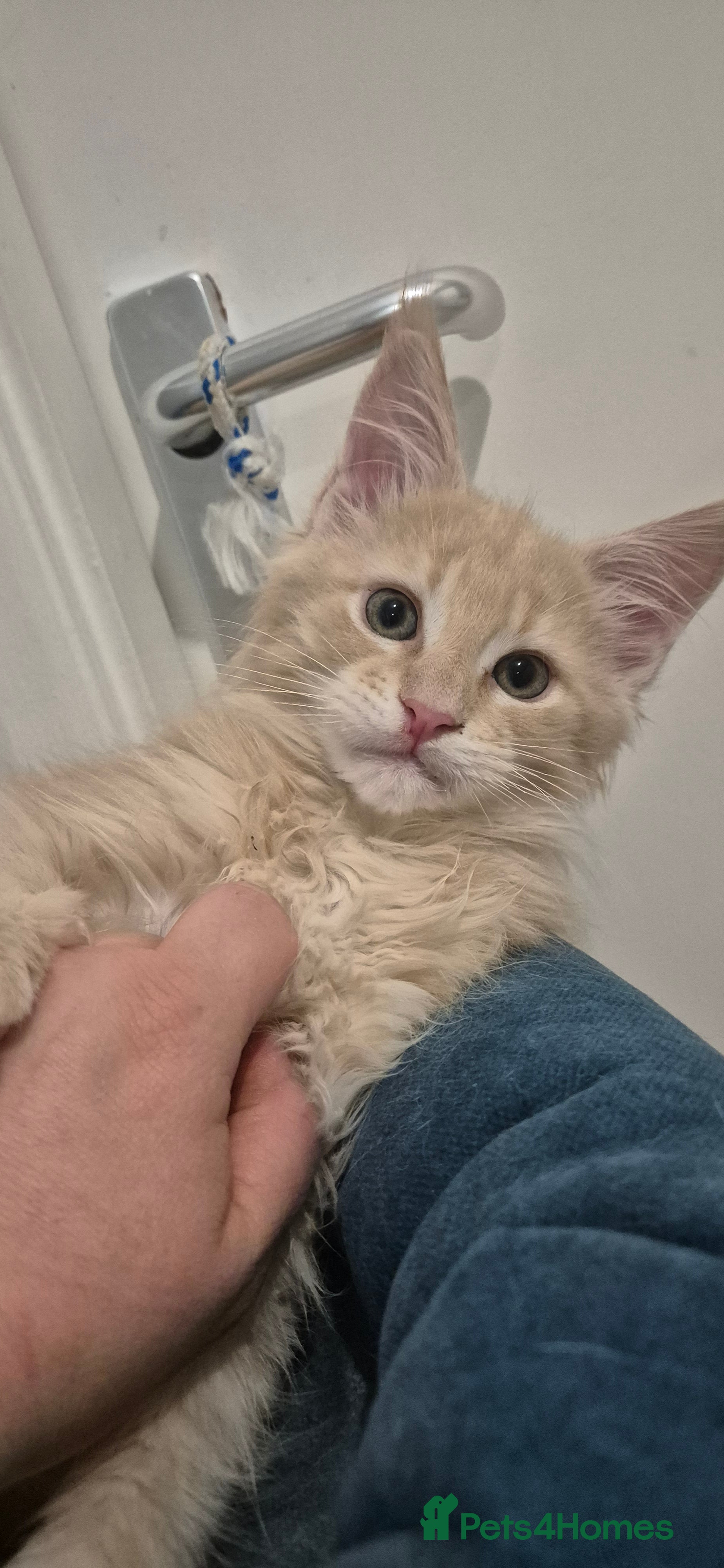 Maine Coon cats Maine Coon kittens  - Advert 5