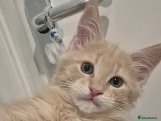 Maine Coon cats Maine Coon kittens - Advert 5