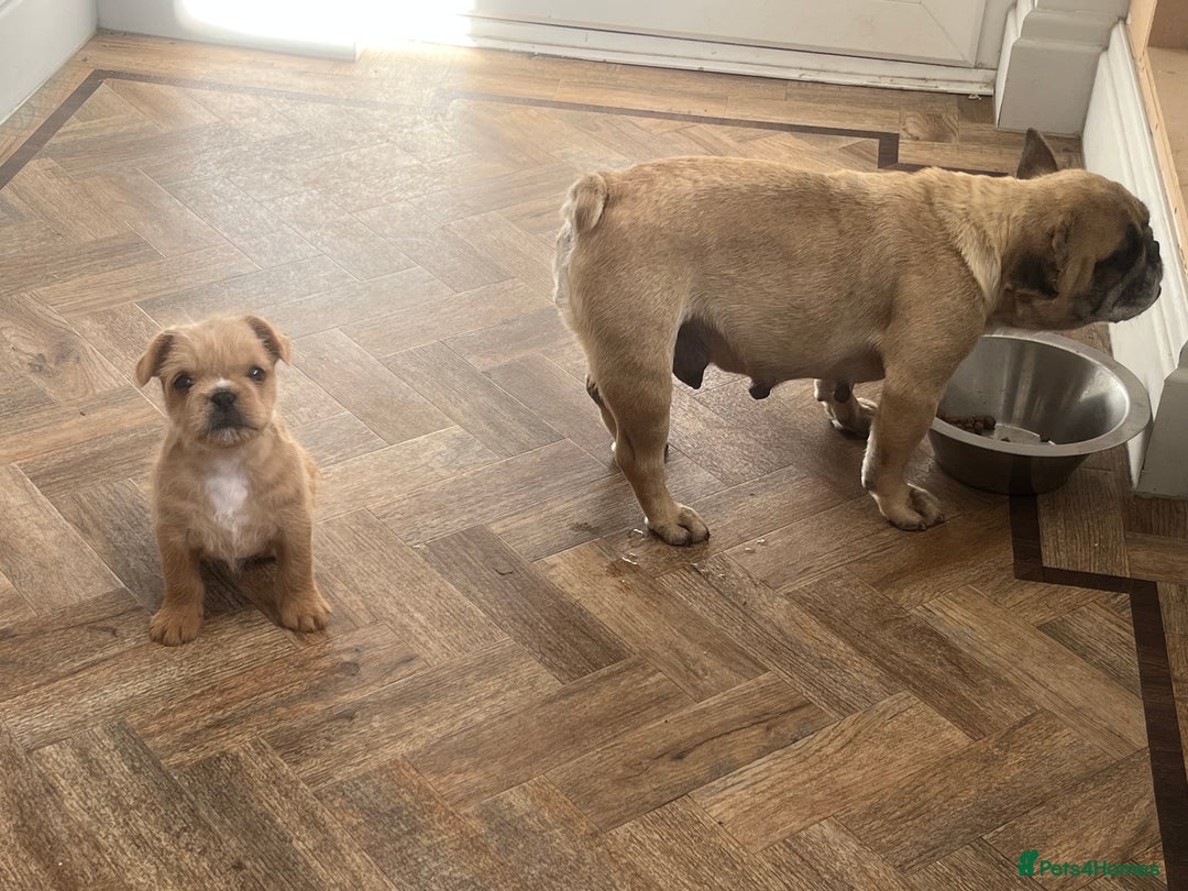 French Bulldog dogs for sale: Beautiful male French bulldog  - Image 4