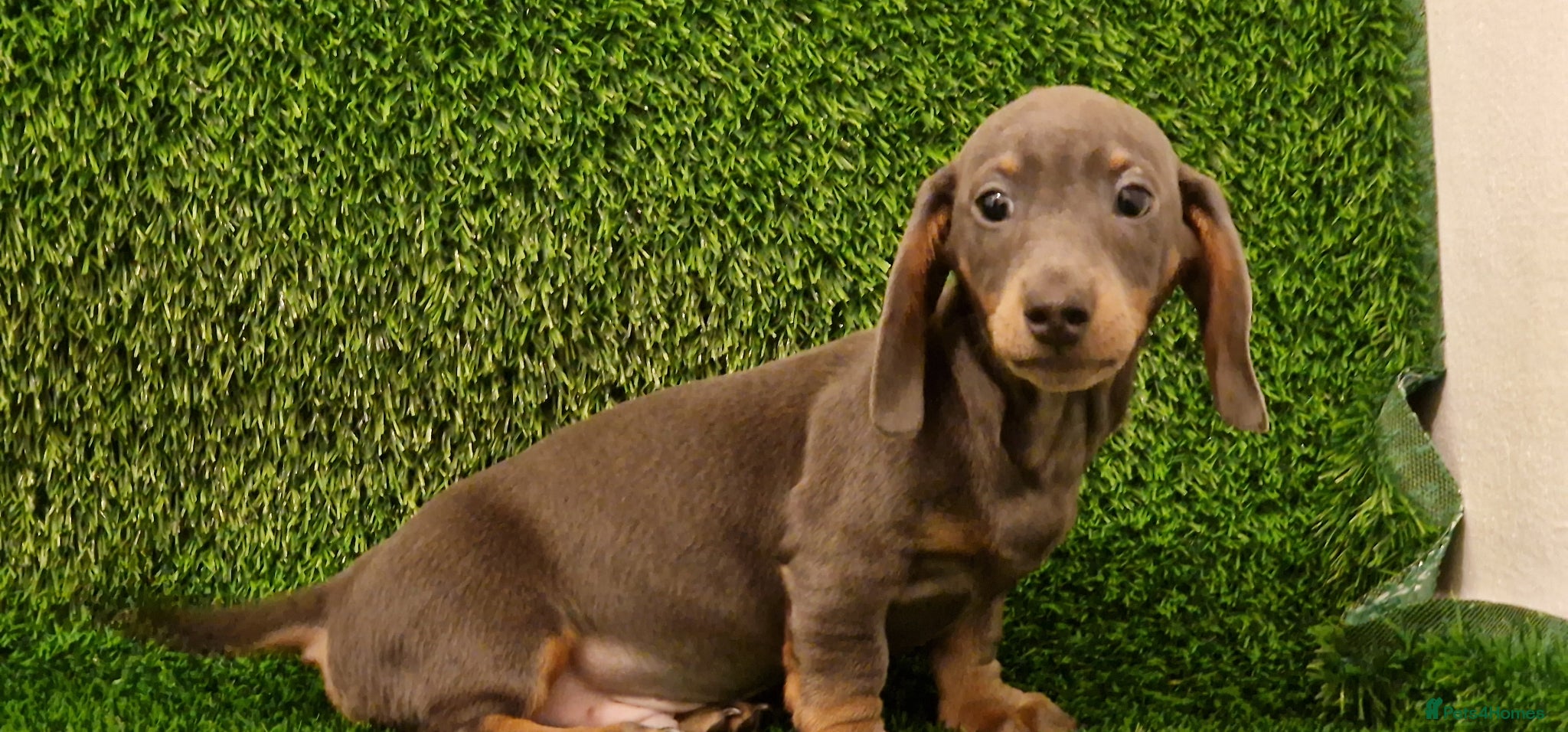 Miniature Dachshund dogs Ready to Leave  1 male 1 female - Advert 17