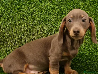 Miniature Dachshund dogs Ready to Leave 1 male 1 female - Advert 17
