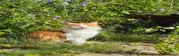 Mixed Breed cats for sale: Two cats looking for a home  - Advert 4