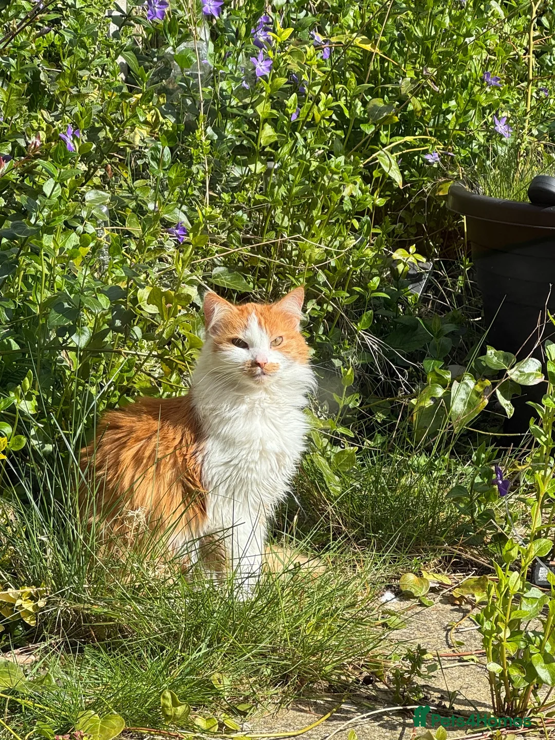 Mixed Breed cats for sale: Two cats looking for a home  - Advert 4