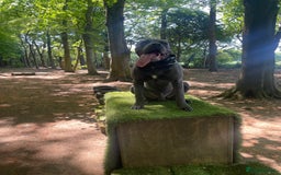 Cane Corso dogs for sale: Forever home for my beloved Stanley  - Image 4