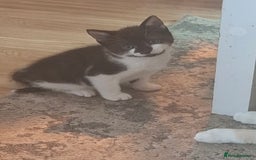 Mixed Breed cats for sale: Female kittens for sale - Image 4