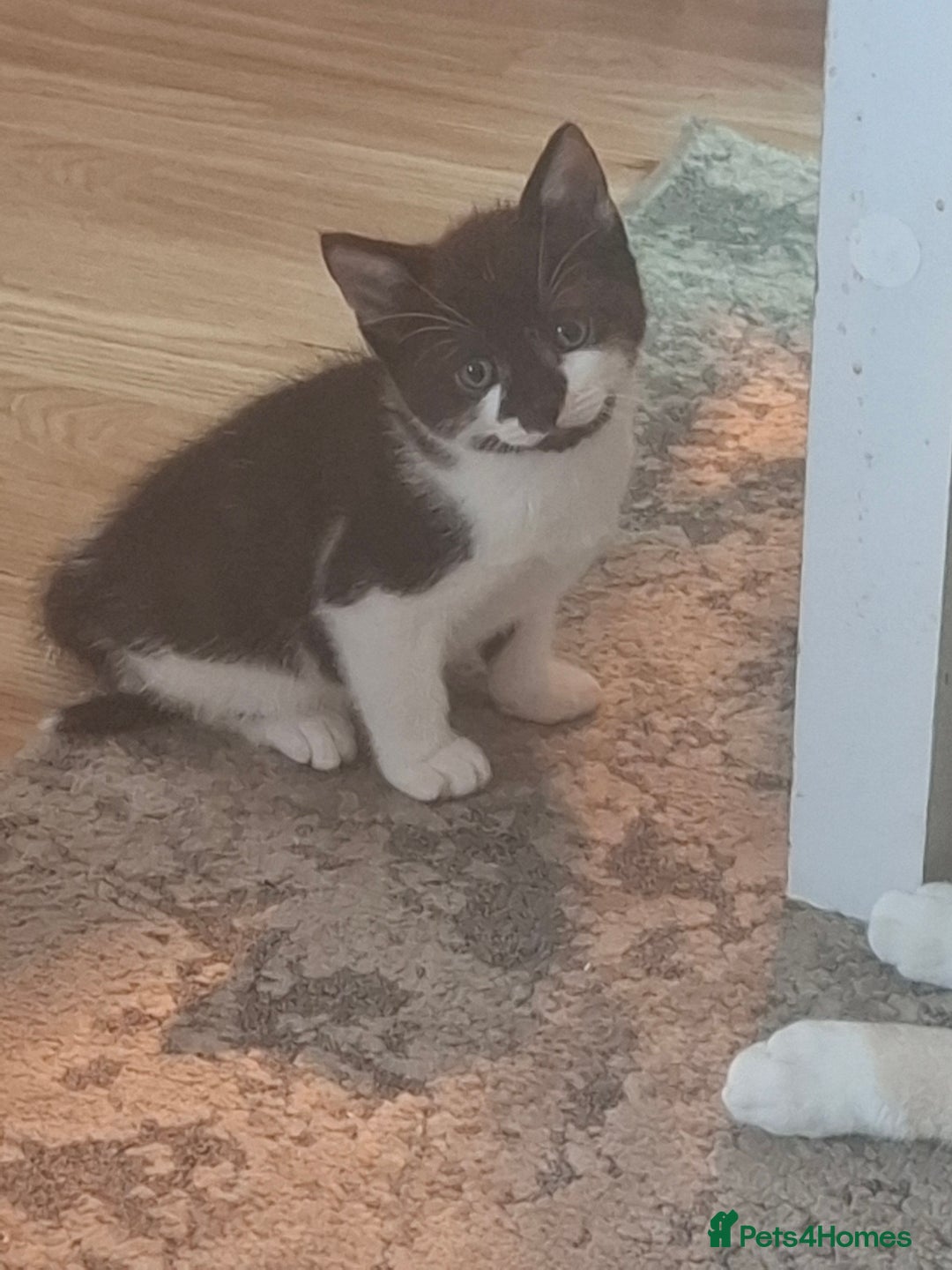Mixed Breed cats for sale: Female kittens for sale - Image 4