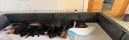 Rottweiler dogs for sale: Outstanding Rottweiler Puppies - Advert 5