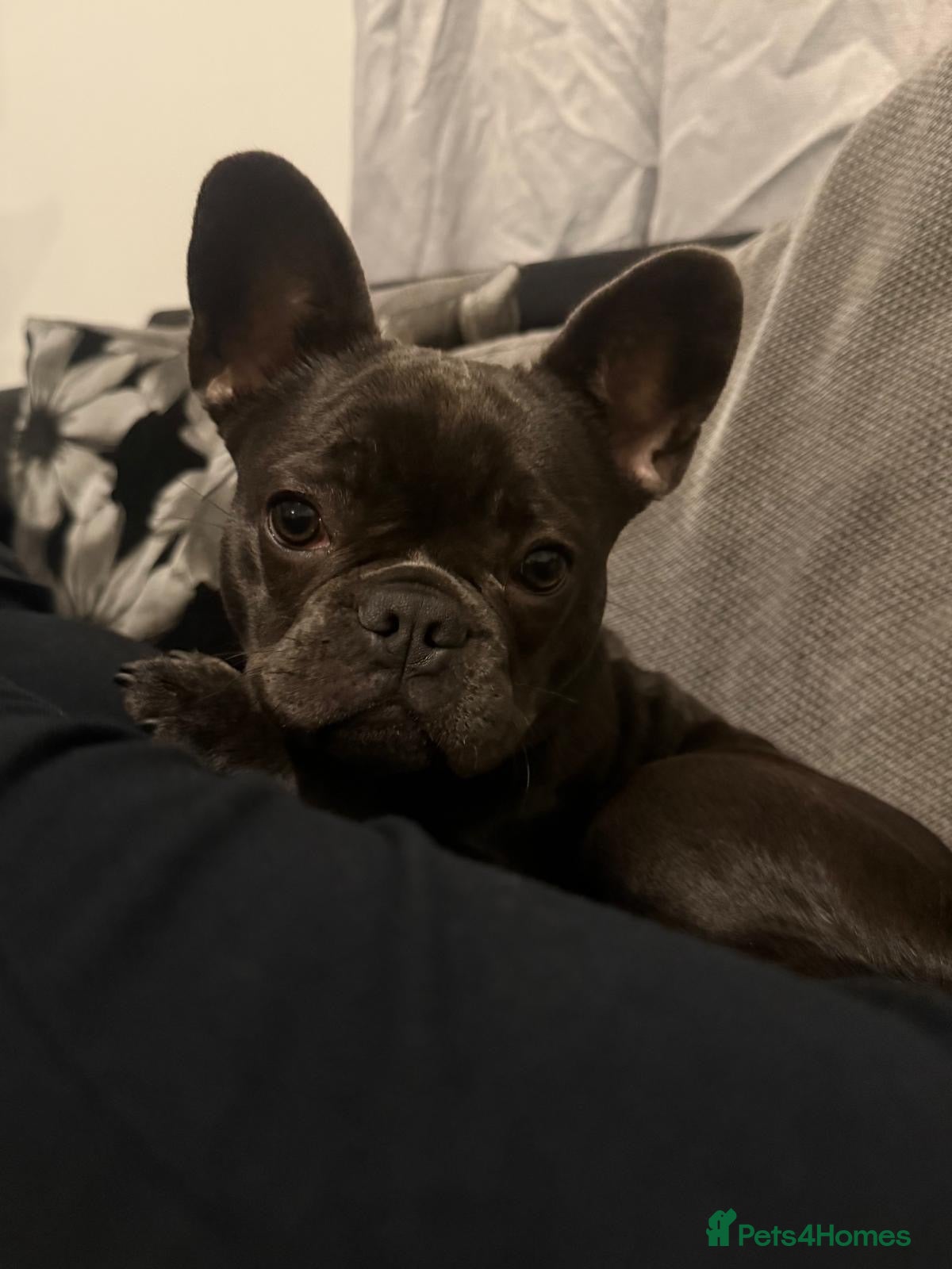 French Bulldog dogs Female Blue French Bulldog - 15 Months Old - Advert 17