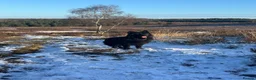German Shepherd dogs for sale: BONDED MALE & FEMALE REHOMING  - Advert 10