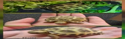 Tortoise reptiles for sale: Horsefield Baby Tortoises - Advert 3