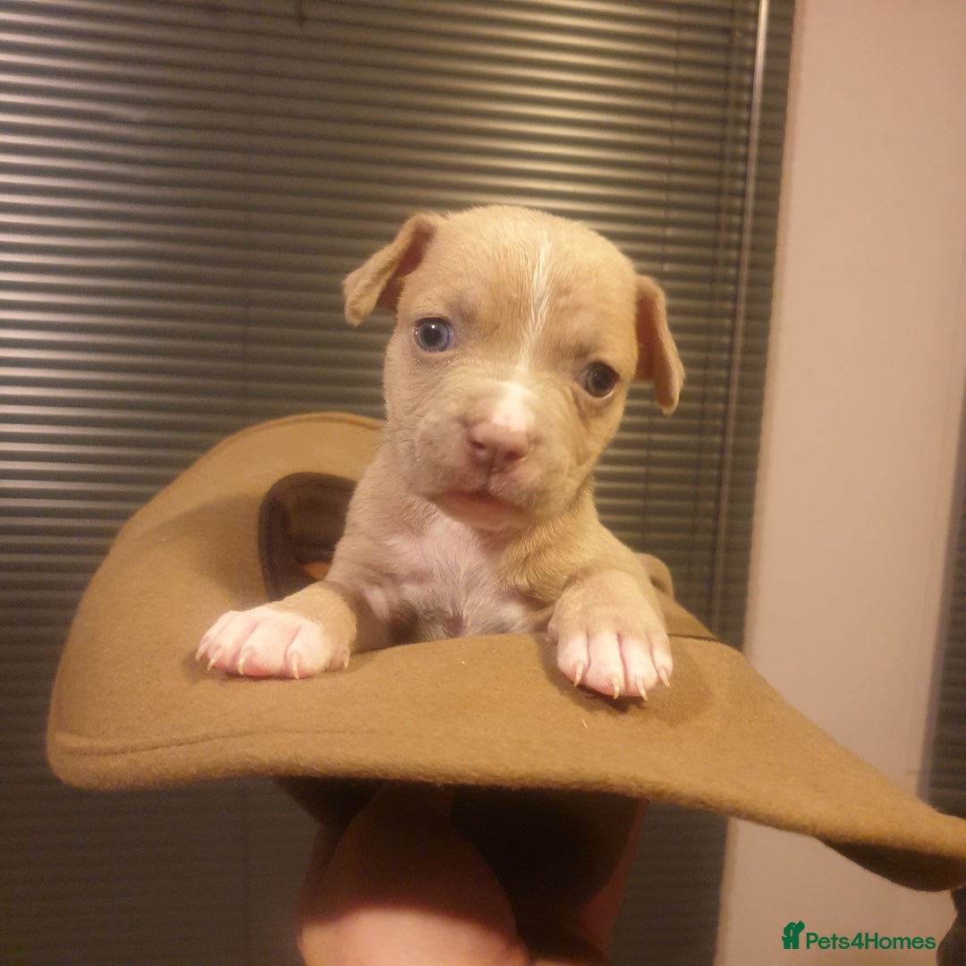 Mixed Breed dogs for sale: Boxer/Staff/Cane Corso Puppies for Sale - Advert 32