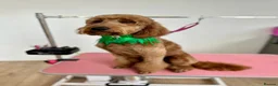 Irish Doodle dogs for stud: BARRY in Chesterfield - Advert 3