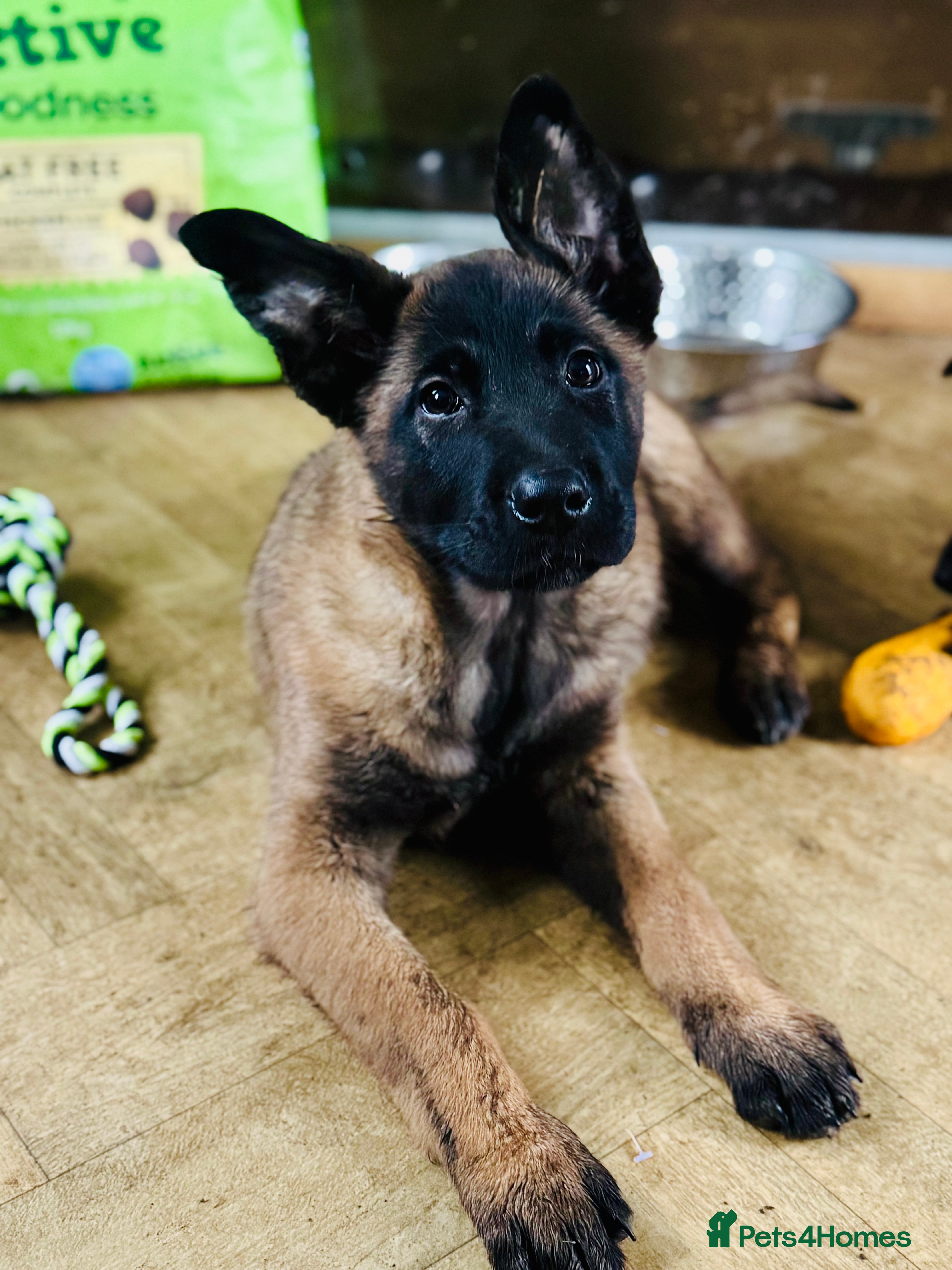 Belgian Shepherd Dog dogs Skye x Nines last litter ever! 1 boy left! - Advert 3