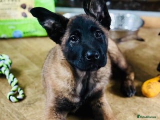 Belgian Shepherd Dog dogs Skye x Nines last litter ever! 1 boy left! - Advert 13