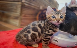 Bengal cats for sale: 🌟 Premium Bengal Tica Kittens – 5★Breeder 🌟 - Image 14