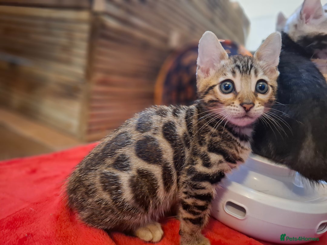 Bengal cats for sale: 🌟 Premium Bengal Tica Kittens – 5★Breeder 🌟 - Image 14