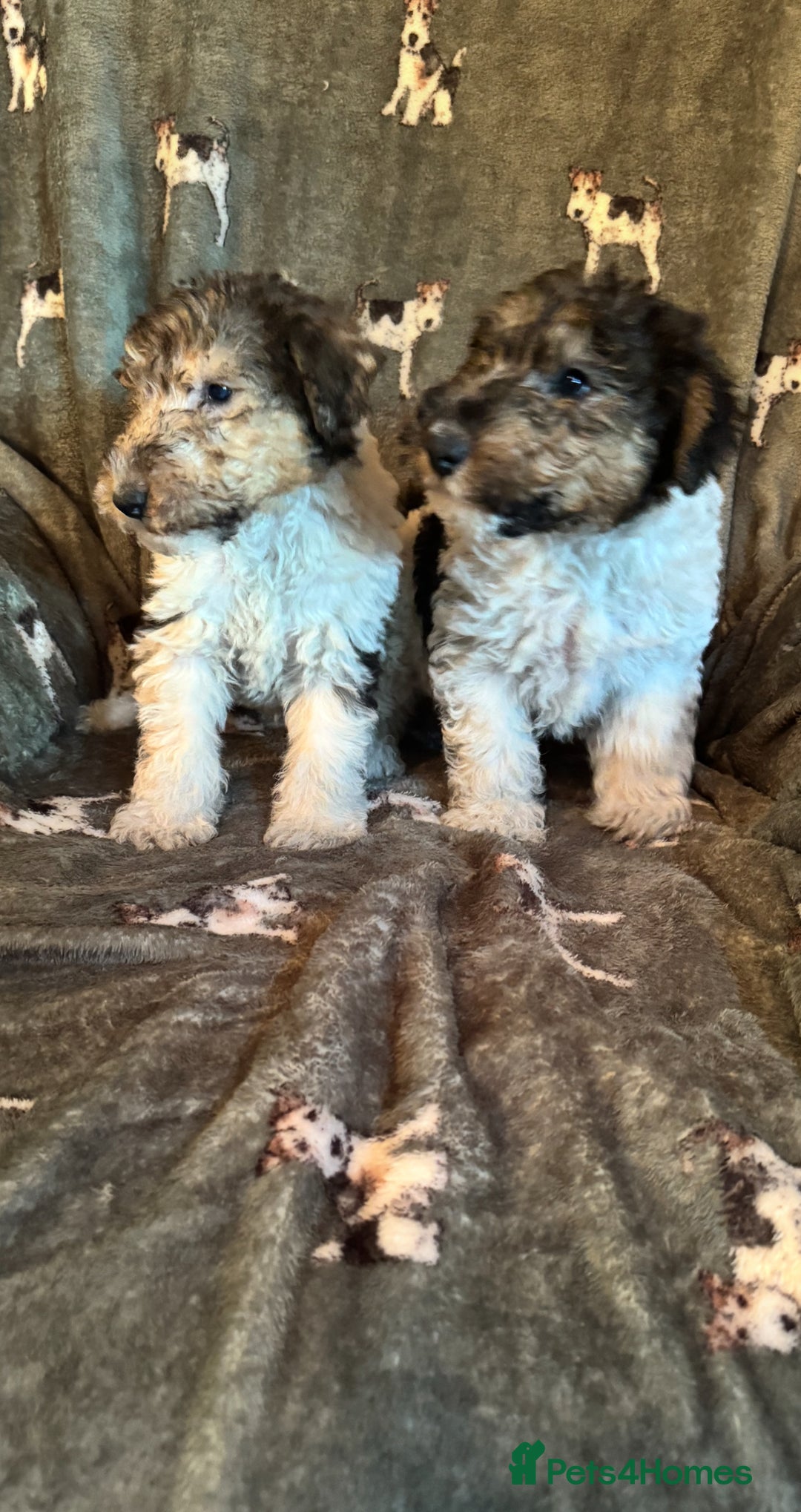 Fox Terrier dogs for sale: ⭐️  champion bred boys ready now ⭐️ - Image 5