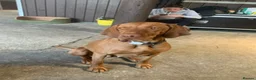 Hungarian Vizsla dogs for sale: Outstanding, true to type pups - Advert 3
