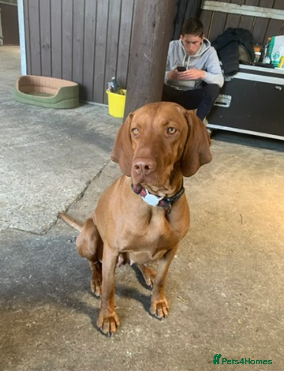 Hungarian Vizsla dogs for sale: Outstanding, true to type pups - Advert 3