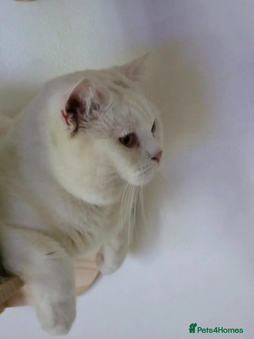 British Shorthair cats for stud: 🤍 PROVEN White British Shorthair Stud Service 🤍 - Advert 2