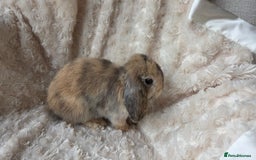 Mini Lop rabbits for sale: Pure Bred Mini Lop Baby Rabbits - Image 7