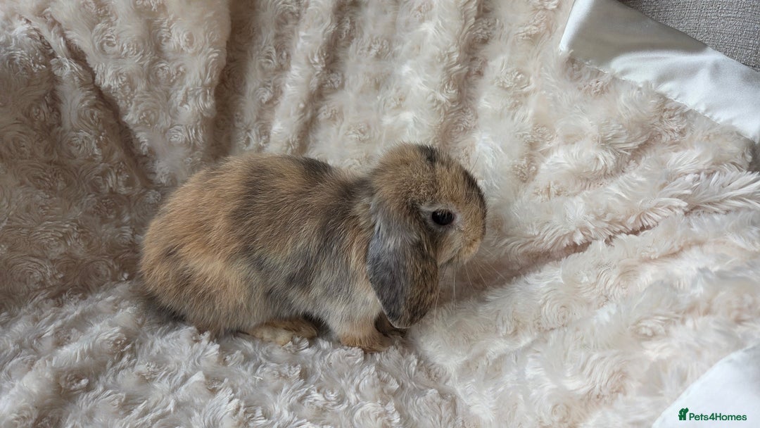 Mini Lop rabbits for sale: Pure Bred Mini Lop Baby Rabbits - Image 7