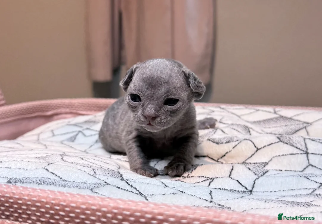 Devon Rex cats for sale: Beautiful blue boy!!!!! - Advert 2